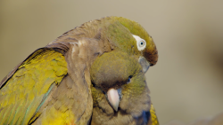 burrowing parrots patagonia desert coast origseriesfilms_00005102.png