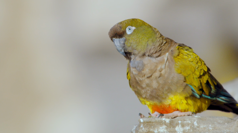 The parrots have distinctive white rings around their eyes and olive green plumage, with splashes of color underneath.