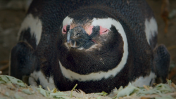 penguin colony patagonia desert coast origseriesfilms_00000314.png