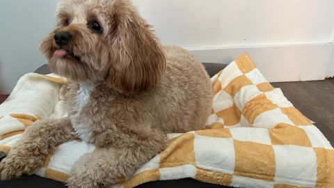Redbubble Checkerboard White and Gold Pet Blanket