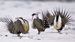 FILE - In this April 20, 2013 file photo, male greater sage grouse perform mating rituals for a female grouse, not pictured, on a lake outside Walden, Colo. The Biden administration is considering new measures to protect the ground-dwelling bird that was once found across much of the U.S. West. It has lost vast areas of habitat in recent decades due to oil and gas drilling, grazing, wildfires and other pressures. (AP Photo/David Zalubowski, File)