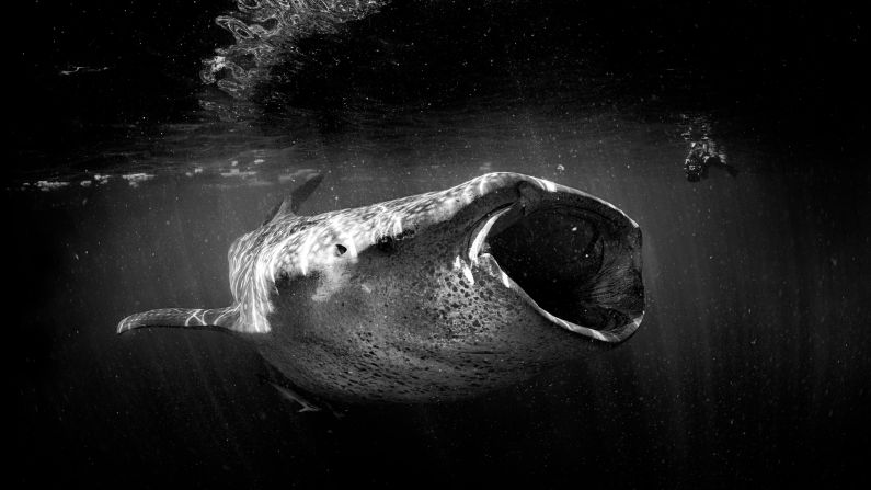 The largest fish in the ocean, the <a href="https://www.maralliance.org/species/whale-shark/" target="_blank" target="_blank">whale shark</a>, is a frequent user of the marine corridor along the Mesoamerican Reef. The whale shark migrates seasonally towards areas with high concentrations of zooplankton, swimming with their mouths wide open to feed. 