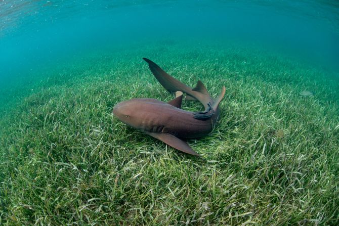 Depending on the species, shark populations can be slow to recover. Nurse sharks (pictured) have been <a href="index.php?page=&url=https%3A%2F%2Fwww.maralliance.org%2Fspecies%2Fnurse-shark%2F" target="_blank" target="_blank">protected from fishing in Belize since 2012</a>, but since they require 25 years to reach sexual maturity, a small decline in population <a href="index.php?page=&url=https%3A%2F%2Fwww.ncbi.nlm.nih.gov%2Fpmc%2Farticles%2FPMC8384212%2F" target="_blank" target="_blank">can significantly stunt their ability to recover in numbers</a>.