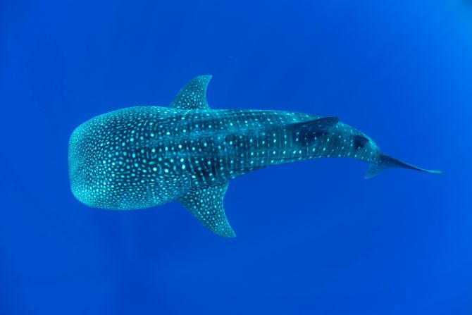 <a href="index.php?page=&url=https%3A%2F%2Fwww.maralliance.org%2Fspecies%2Fwhale-shark%2F" target="_blank" target="_blank">Whale sharks</a> are protected in Mexico, Belize and Honduras, where they are a tourist attraction. But overfishing has been threatening shark populations and they are killed either as bycatch or sometimes illegally caught for their fins. 