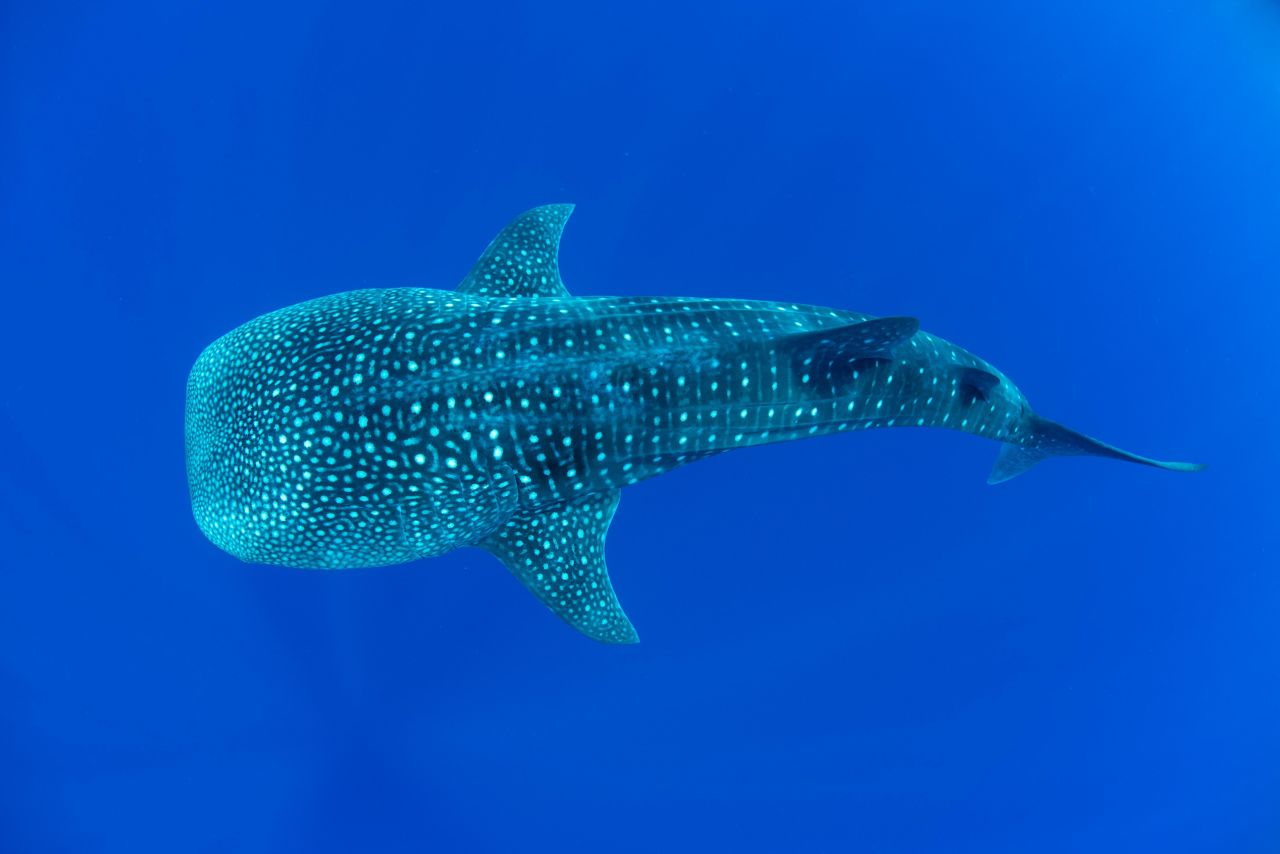 <a href="https://www.maralliance.org/species/whale-shark/" target="_blank" target="_blank">Whale sharks</a> are protected in Mexico, Belize and Honduras, where they are a tourist attraction. But overfishing has been threatening shark populations and they are killed either as bycatch or sometimes illegally caught for their fins. 