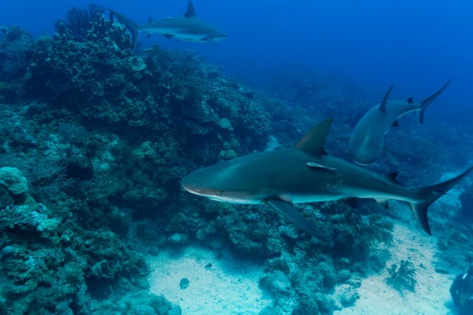 The Caribbean Reef Shark is the<a href="index.php?page=&url=https%3A%2F%2Fwww.maralliance.org%2Fspecies%2Fcaribbean-reef-shark%2F" target="_blank" target="_blank"> most common coral reef shark</a> in the western Atlantic Ocean and can often be found in the Belize Barrier reef or sometimes swimming from Belize to Mexico. The sharks move through the reef to find new feeding grounds and often instinctively follow the reef to return home. 