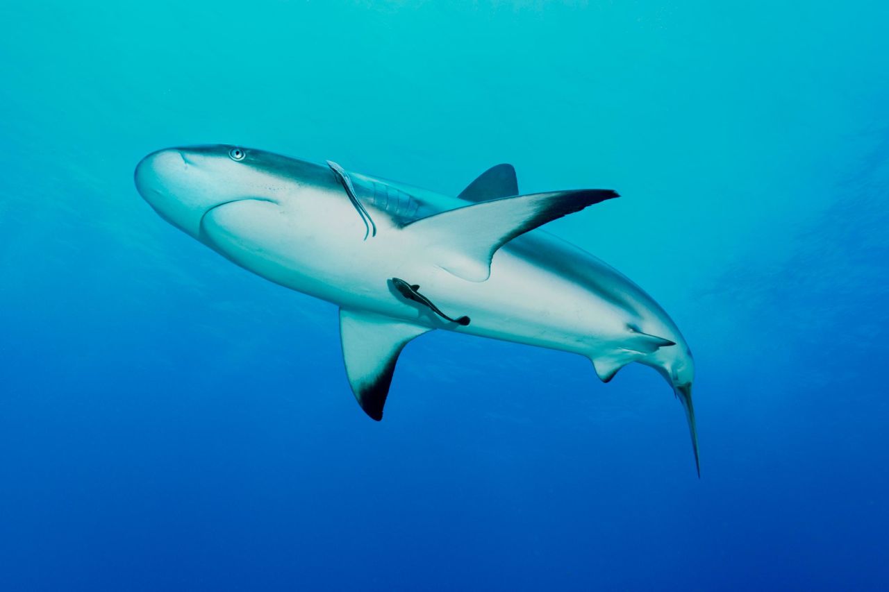 The Mesoamerican Reef is the second largest reef in the world, spanning Mexico, Belize, Guatemala and Honduras. More than 600 miles in length, the reef is a natural corridor for migrating marine life, such as the the Caribbean reef shark, pictured, and home to a host of ecosystems such as coral reefs, mangroves and seagrasses.