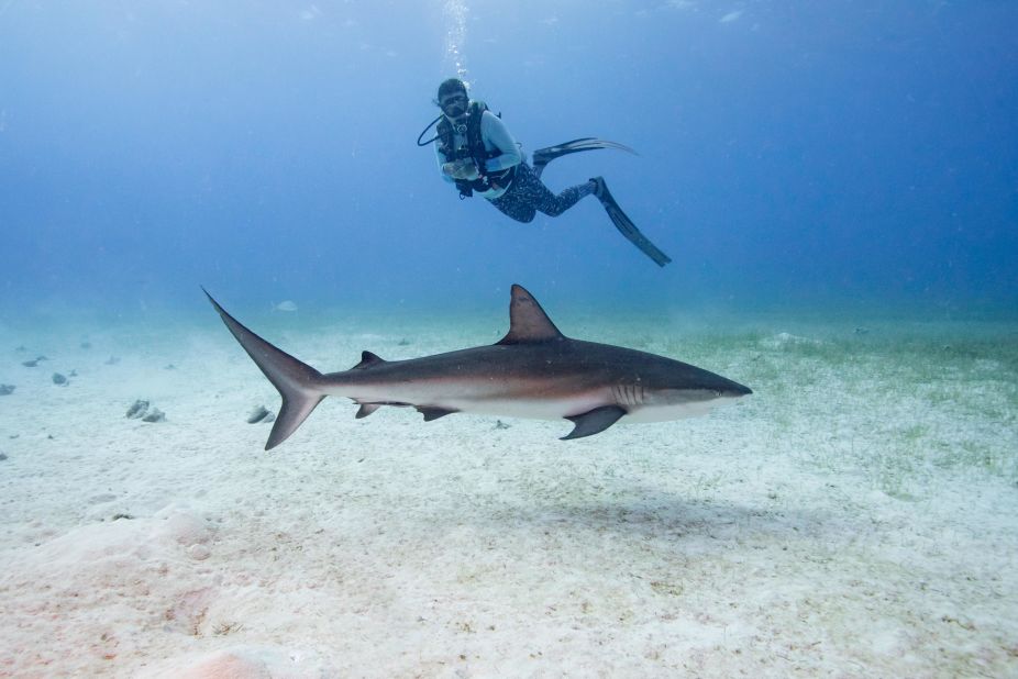 MarAlliance is also tracking the movements of sharks using satellite tags. Every time a tagged shark comes to the surface, its location and the temperature of the immediate environment is recorded. This helps to keep track of populations and understand their behaviors, including migration routes and patterns. 