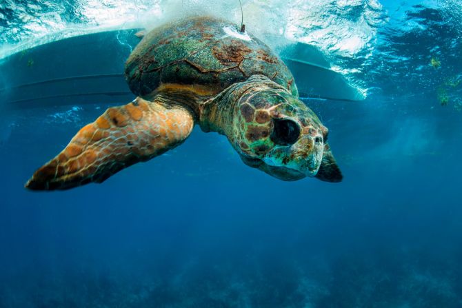 This male loggerhead turtle is the largest of its species to be satellite tagged by MarAlliance. <a href="index.php?page=&url=https%3A%2F%2Fwww.maralliance.org%2Fspecies%2Floggerhead-turtle%2F" target="_blank" target="_blank">Adult loggerhead turtles</a> can migrate thousands of miles to nesting beaches in early spring and summer. 