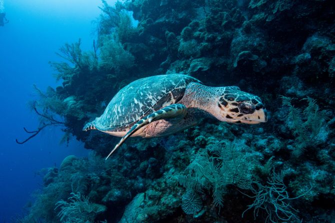 Other marine animals use the reef corridor too. The <a href="index.php?page=&url=https%3A%2F%2Fwww.maralliance.org%2Fspecies%2Fhawksbill-turtle%2F" target="_blank" target="_blank">Hawksbill turtle</a> is a highly migratory species and feeds on sponges that might otherwise compete with reef-building corals for space.