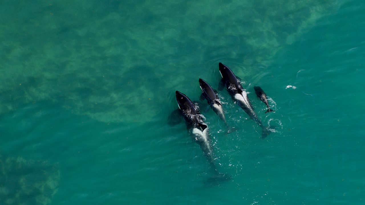 This pod of orcas off the coast of Estancia el Pedral in Argentina targets unsuspecting seals and sea lion pups. The orcas have developed a remarkable technique. They beach themselves, snap up their meal and then expertly maneuver back into the sea. They are one of only two orca families in the world to catch prey in this way.  