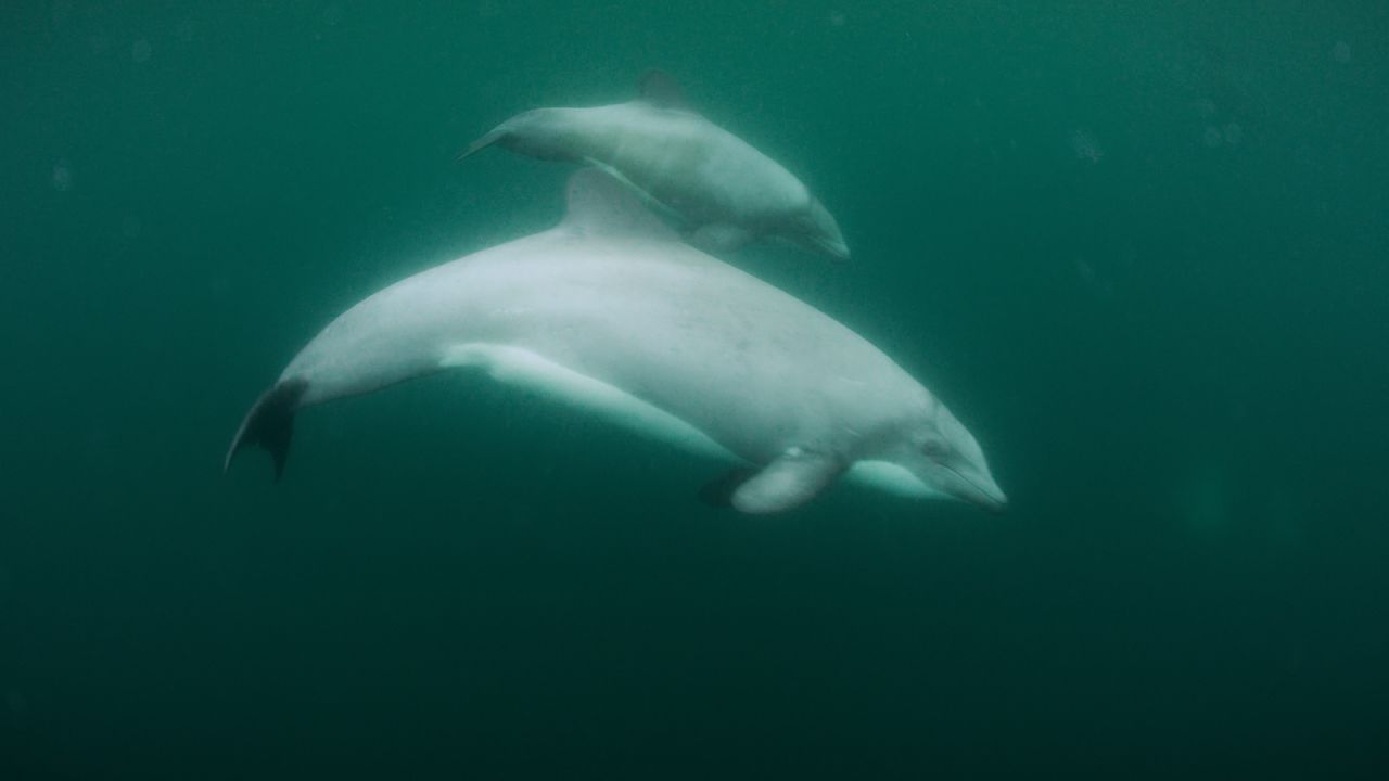 Found only along Chile's Corcovado Gulf, the Chilean dolphin is one of the smallest species in the world. Little is known about these dolphins, but their distinctive round fins and white bellies make them easy to recognize.