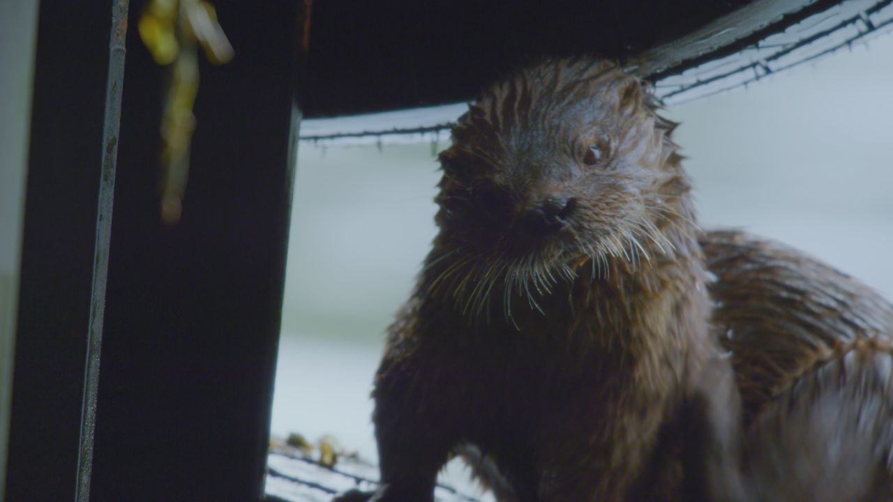 In Patagonia, marine otters known as chungungo live along the rocky coastline. Until a few decades ago, the chungungo were seen as pests and almost hunted to extinction. Their fur was a valuable prize. However, their numbers are recovering as the local fishing community has a change of heart.