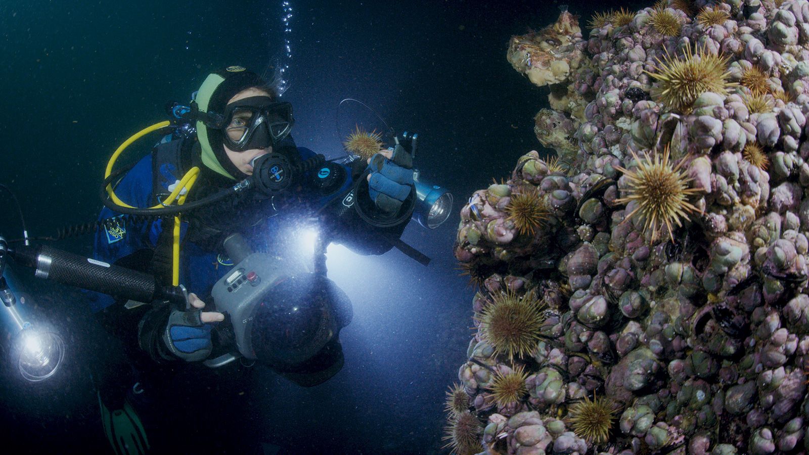 Cold-water corals in Chile's Corcovado Gulf.