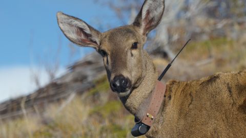 The huemul is an incredibly rare South Andean deer. An estimated fewer than 1,500 remain -- just 1% of their former population -- making them one of the rarest <a href=