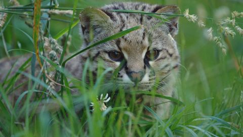 The ghost of the forest' and other animals living in a land of extremes |  CNN