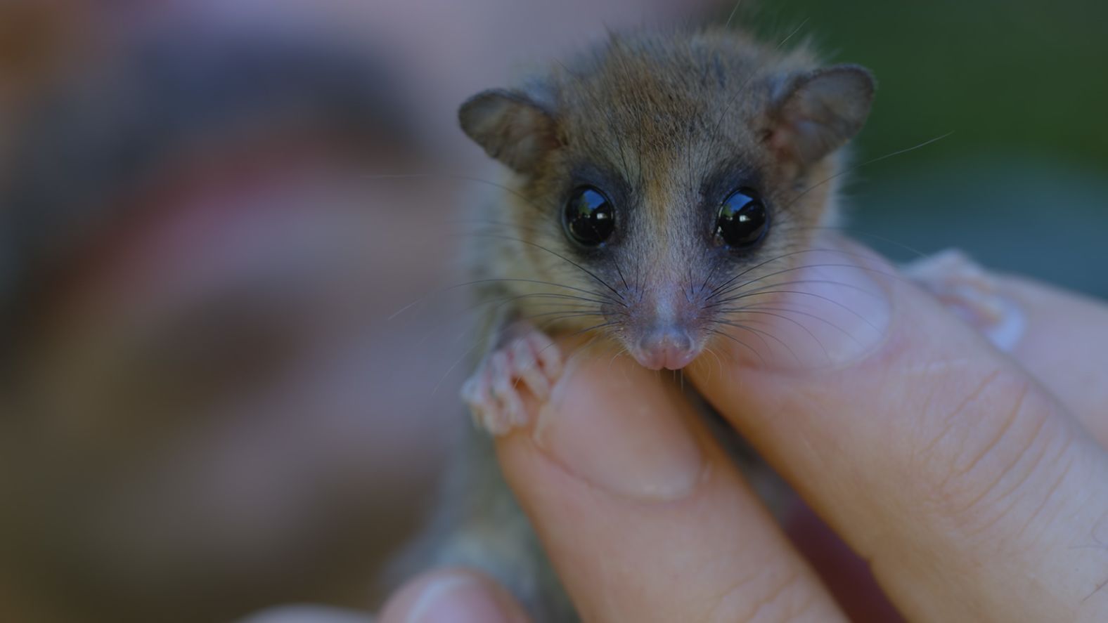 The monito del monte, seen here at Chile's Bosque San Martín Experimental Station, is a tiny marsupial, raising its young in pouches like koalas and kangaroos. It's the only creature in South America to hibernate, and when it enters this state, it breathes once every 3 minutes. Its amazing ability to survive the winter could help scientists better understand the metabolism of humans. 