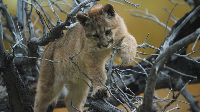 Pumas are protected across Patagonia's national parks, such as Torres del Paine in Chile, but in the past, ranchers have hunted the animals to protect their sheep and cattle from predators. 