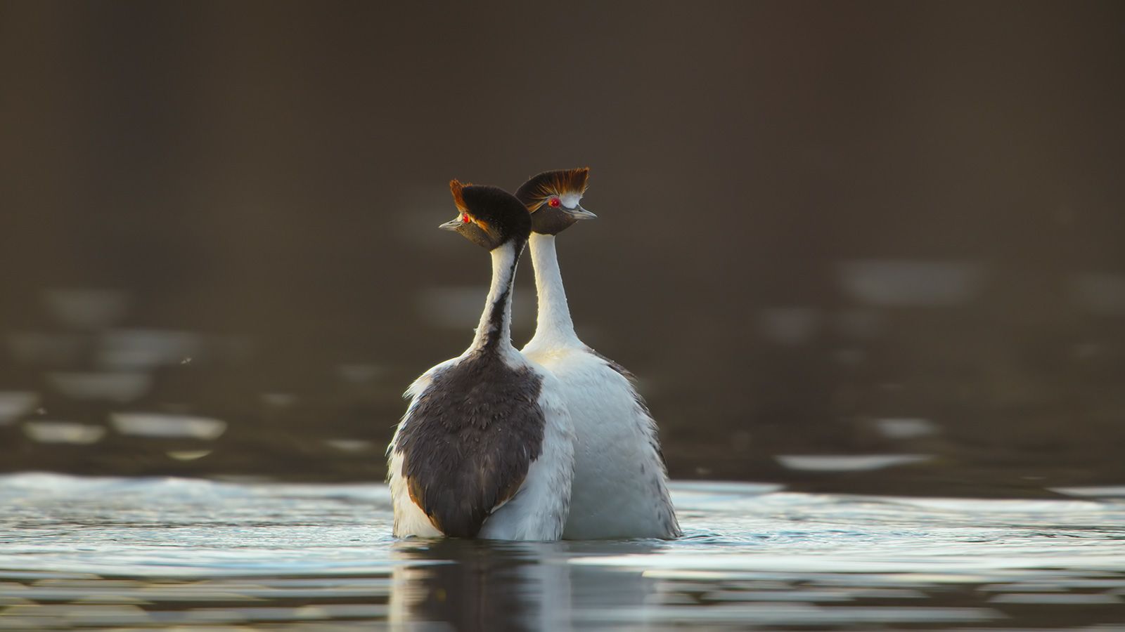 Hooded grebes performing a mating dance.