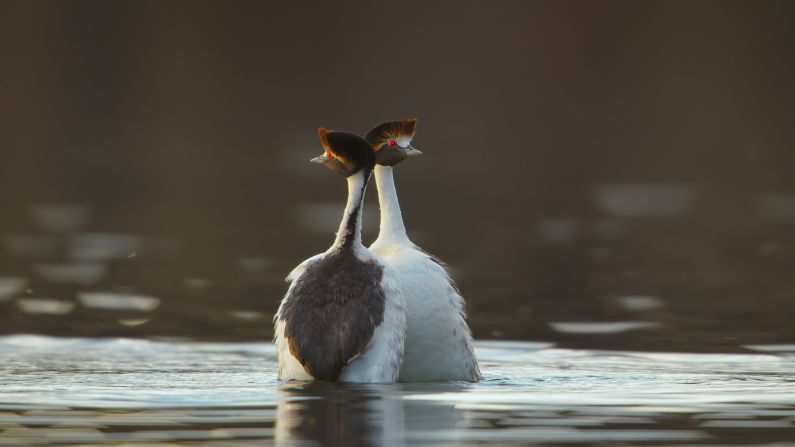 Two hooded grebes perform a mating dance in Bajo Caracoles, Argentina. The birds come to breed on lakes on a volcanic plateau 5,000 feet above sea level in the Andes. Found nowhere else on Earth, they're one of South America's rare species -- there's only <a href="index.php?page=&url=https%3A%2F%2Fwww.birdlife.org%2Fnews%2F2022%2F01%2F06%2Fdancing-on-the-edge-hooded-grebes-recovery-journey%2F" target="_blank" target="_blank">750 grebes left in the world.</a> 