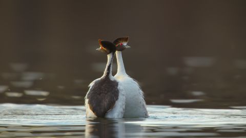 Two hooded grebes perform a mating dance in Bajo Caracoles, Argentina. The birds come to breed on lakes on a volcanic plateau 5,000 feet above sea level in the Andes. Found nowhere else on Earth, they're one of South America's rare species -- there's only <a href=