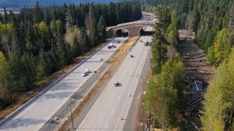 In Washington State, a 15-mile stretch of the I-90 freeway is home to four underpasses, with another four under construction, along with fully vegetated bridges -- including the Keechelus overcrossing. Deer have been among the beneficiaries.