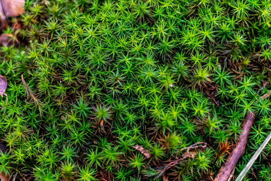 Sphagnum moss, which rots down over time to become fresh peat.