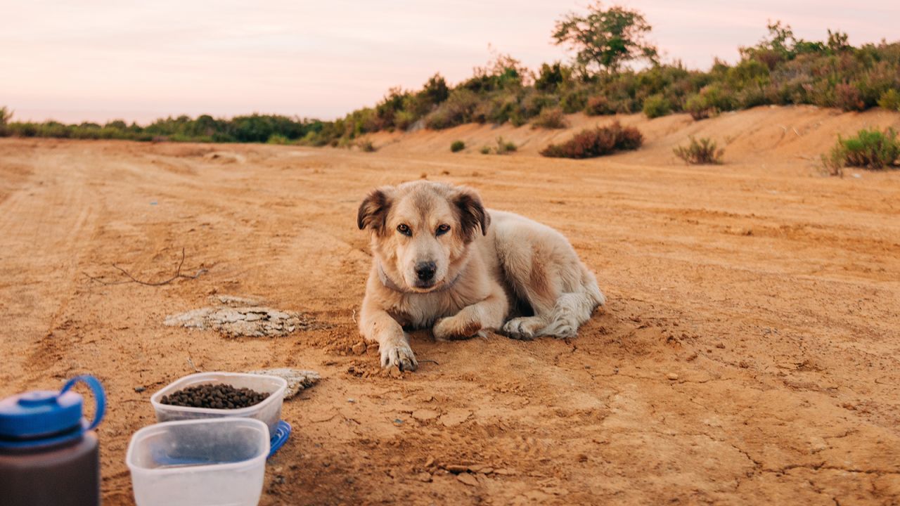 This man and his dog spent seven years walking around the world | CNN This man and his dog spent seven years walking around the world | CNN