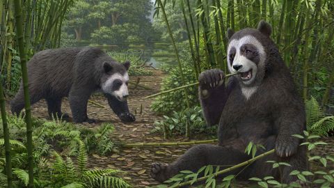 Na zdjęciu artystyczna rekonstrukcja przodka pandy wielkiej Ailurarctos ze skamieniałości Shuitangba w Yunnan w Chinach.