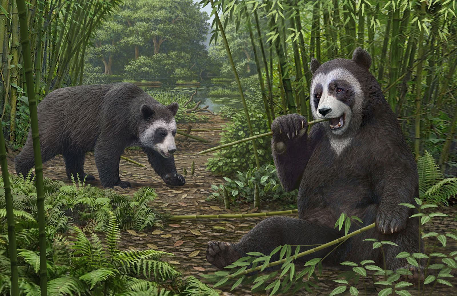 Answer Man: Did panda bears live WNC? Is bamboo native to the area?