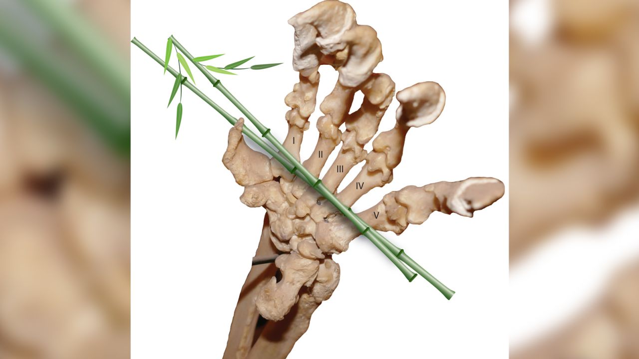 A model of a giant panda's paw gripping bamboo.