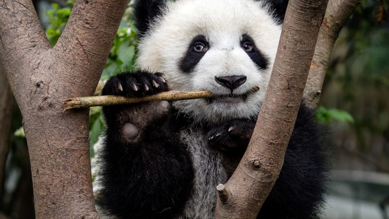 Pandy rozwinęły swoją najbardziej oszałamiającą cechę co najmniej 6 milionów lat temu