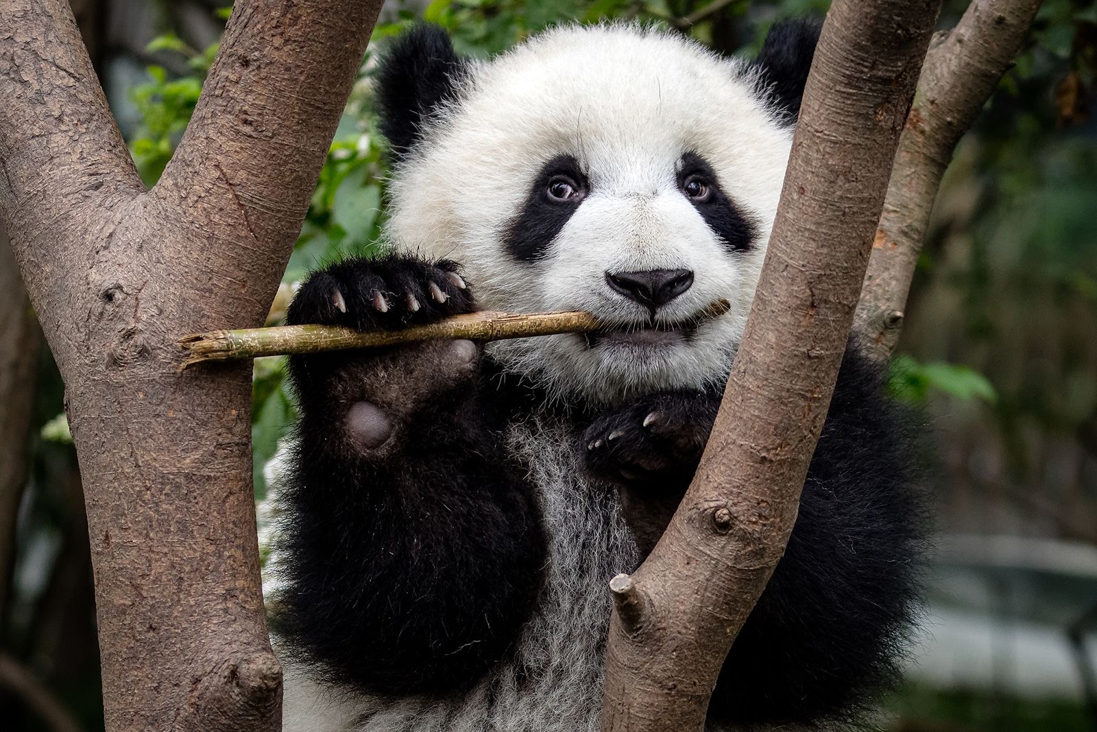 Pandas evolved their most perplexing feature at least 6 million years ago