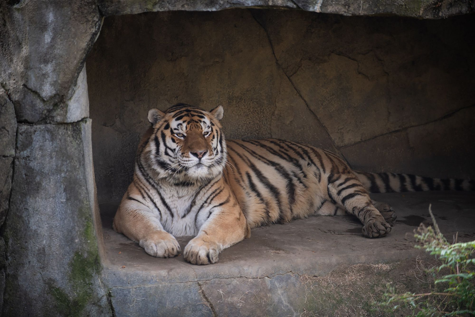 Tiger In NYC Zoo Becomes First Animal In US to Get COVID-19