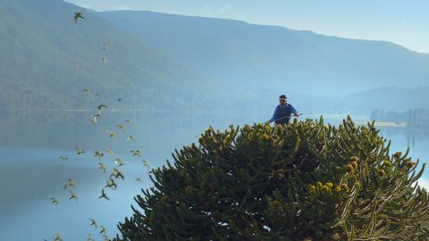 Edelmiro harvesting seeds from Aruacaria tree top, Comunidad Mapuche Ruca Choroi (Argentina)