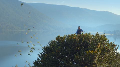 Edelmiro Pellao harvests seeds from the top of an Araucaria, or a monkey puzzle tree, in Comunidad Mapuche Ruca Choroi in Argentina. The trees grow up to 160 feet (48.8 meters) high. Giant survivors from the Jurassic era more than 145 million years ago, they have outlasted the dinosaurs. Humans -- and parrots -- collect the plant's seeds. 