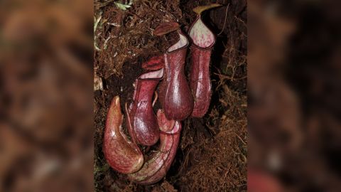 Nepenthes pudica is shown in the Indonesian province of North Kalimantan on Borneo. No other species of pitcher plant catches its prey underground.