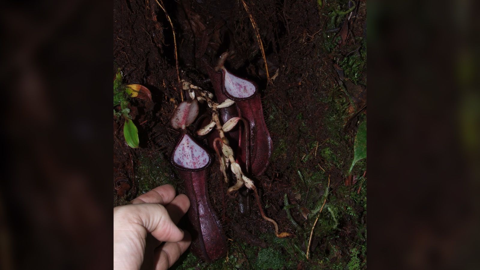 1st Carnivorous Plant Identified In 20 Years Grows Near Vancouver