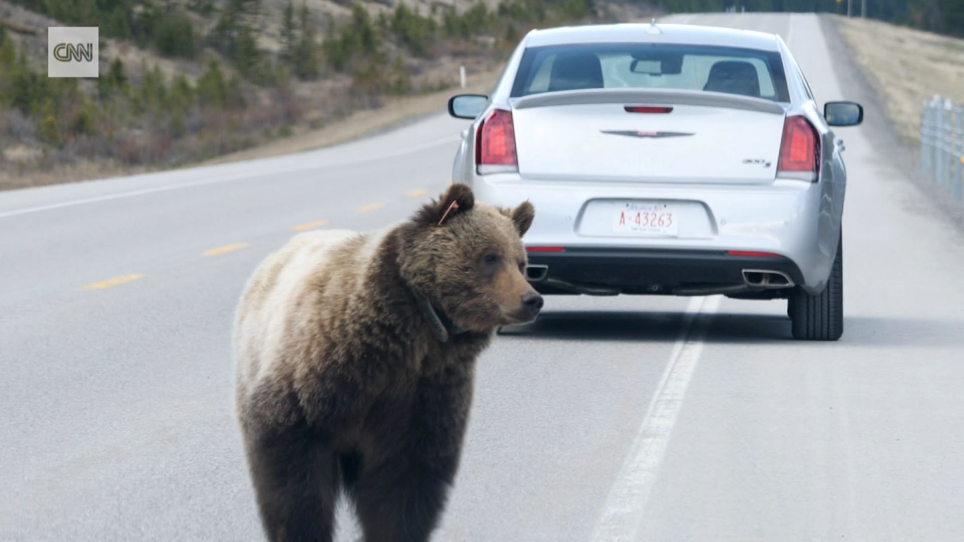 Wildlife crossings are a lifeline for Canada's grizzly bears | CNN