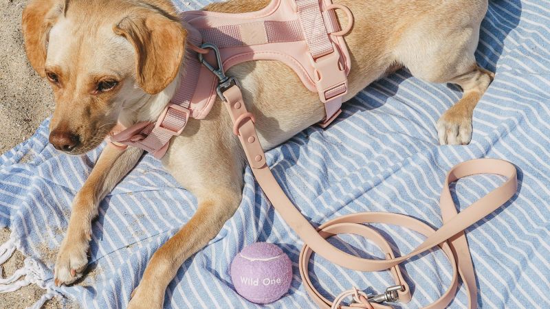 Designer Dog Accessories To Spoil Your Furry Friend