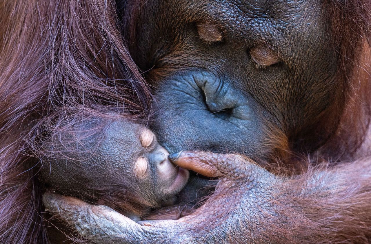 An orangutan named Hsiao-Nings holds her baby at a zoo in Rostock, Germany, on Tuesday, June 28. The baby was born on June 15.