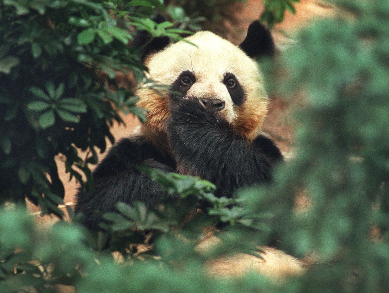 An An, a 14-year-old giant panda, one of two giant pandas given to Hong Kong as a handover gift from China, covers his mouth with his paw as he peers through thick vegetation from his enclosed habitat in Hong Kong's Ocean Park in 1999.