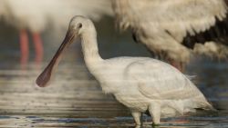 wetland migratory bird card