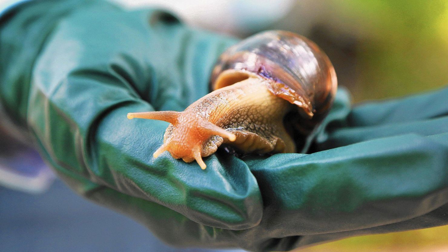 Giant African land snail A Florida county is quarantining after a