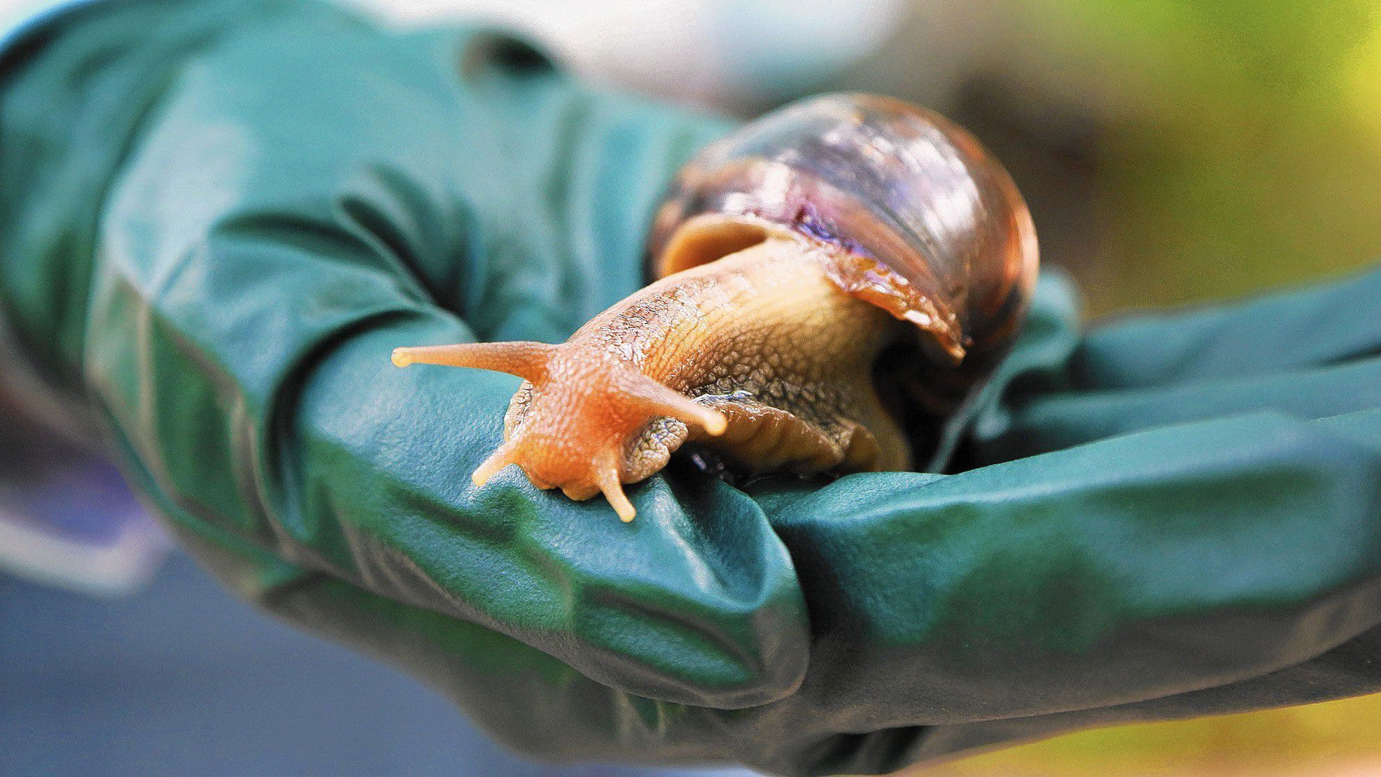 do snails like dog food and cat food