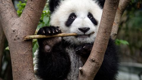 Pandas have six steps to help them grasp bamboo.