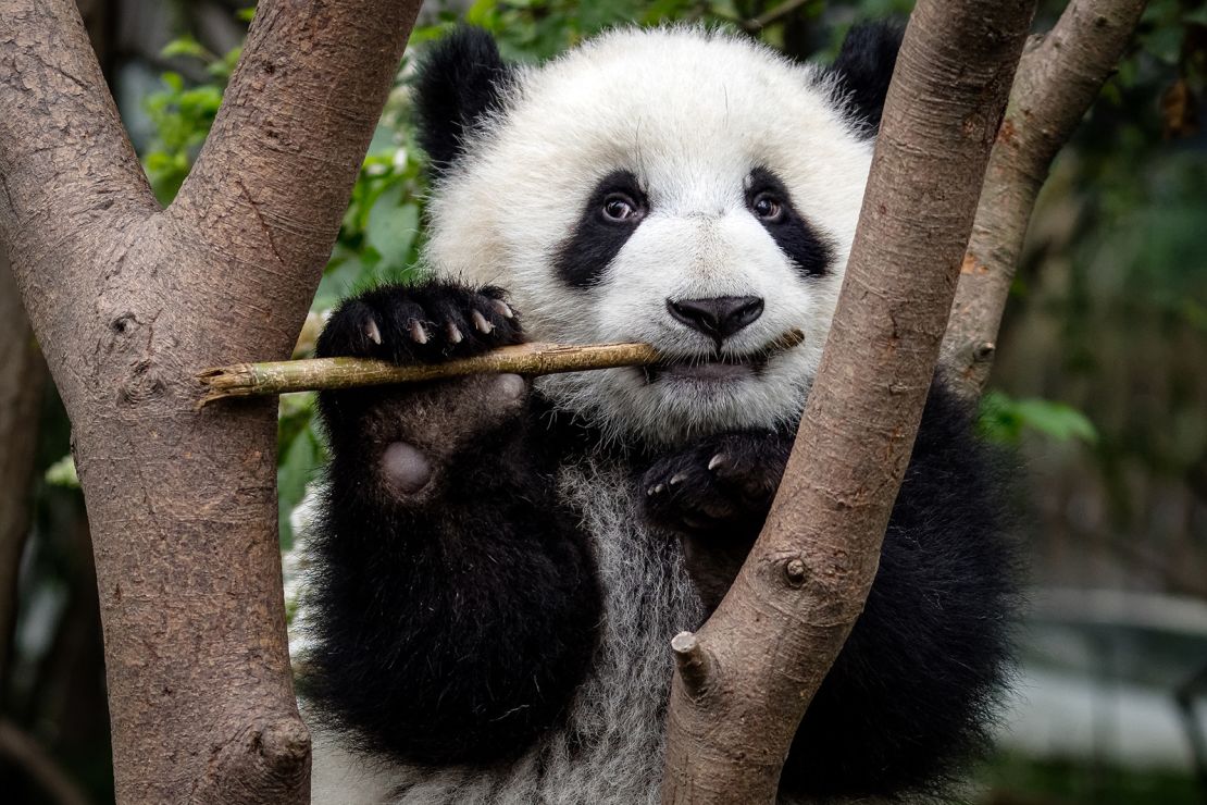 Pandas have six digits to help them grasp bamboo.