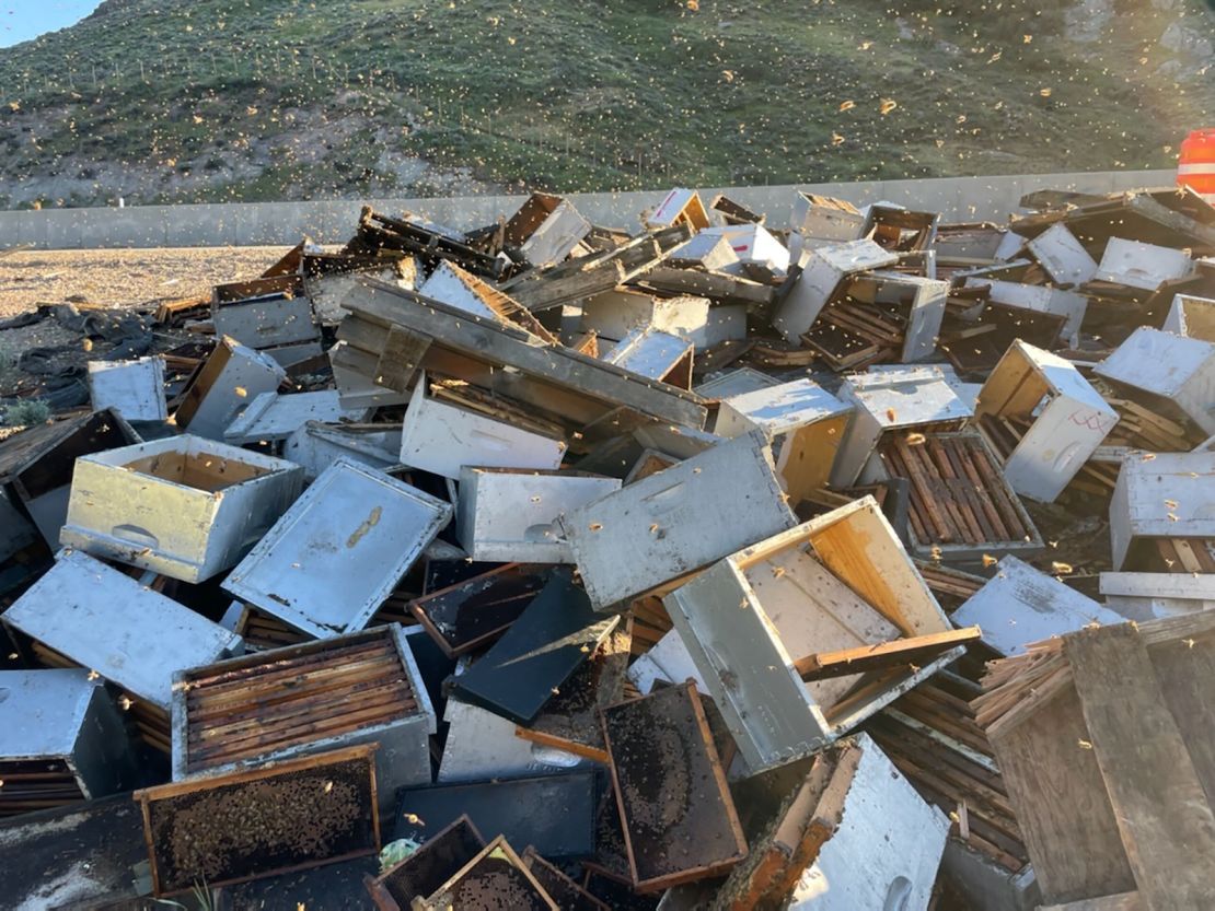 Each box contained between 50,000 - 100,000 honeybees.