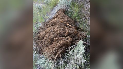 More than 10 million bees were released when a semi-truck crashed on a Utah highway.