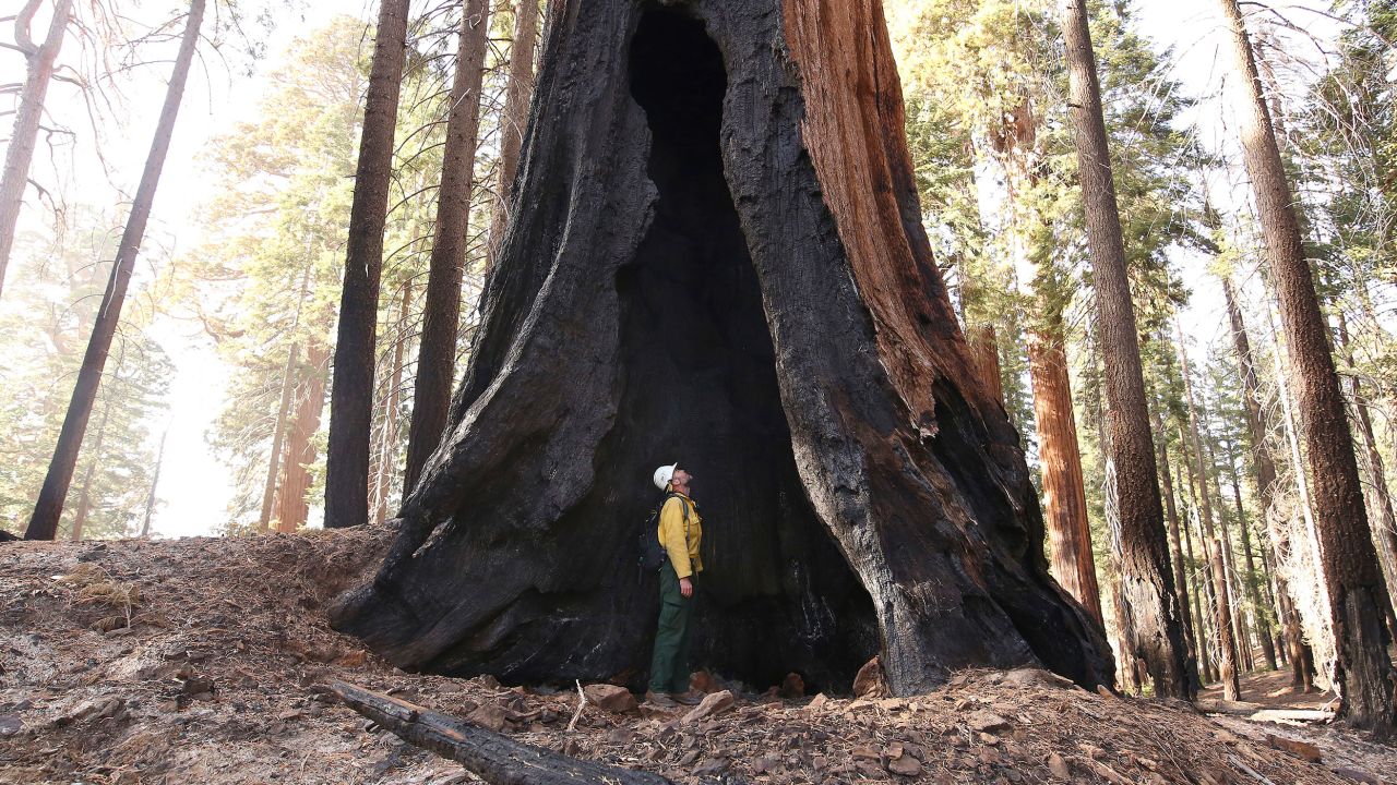 Assistant Fire Manager Leif Mathiesen, of the Sequoia & Kings Canyon Nation Park Fire Service, looks for an opening in the burned-out sequoias in Redwood Mountain Grove.